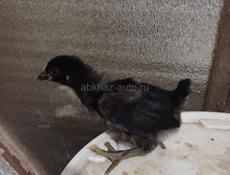 Продаются цыплята мясо яичной породы 2 нед
