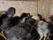Продаются цыплята мясо яичной породы 3 нед