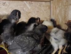 Продаются цыплята мясо яичной породы 3 нед