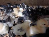 Продаются цыплята мясо яичной породы 6 дней