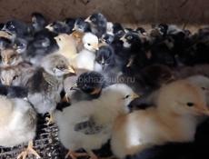 Продаются цыплята мясо яичной породы 6 дней
