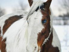 куплю лошадь