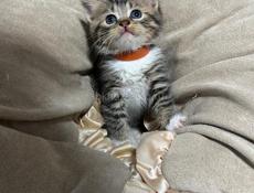 Котенок в добрые руки