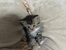 Котенок в добрые руки