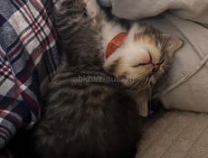 Котенок в добрые руки