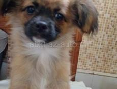 Продаём щенка чихуахуа 