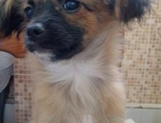 Продаём щенка чихуахуа 