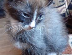 Дарю котят.