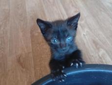 Дарю котят.