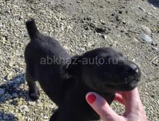 Продаю всего за 1000р