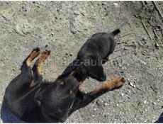 Продаю всего за 1000р