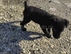 Продаю всего за 1000р