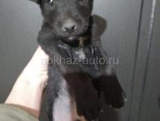 Продаю всего за 1000р