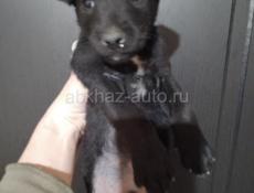 Продаю всего за 1000р