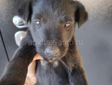 Продаю всего за 1000р