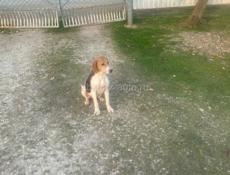 Потерялись собаки гончи месяц полтора как