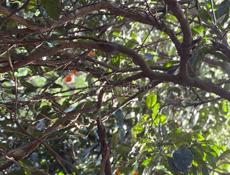 Срочно дом с участком 51сот❗️