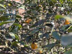 Срочно дом с участком 51сот❗️