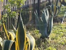 Срочно дом с участком 51сот❗️