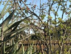 Срочно дом с участком 51сот❗️