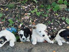 Щенки 1 месяц 