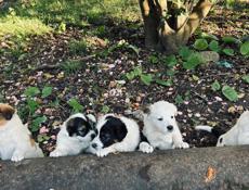 Щенки 1 месяц 