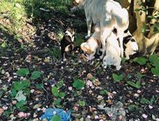 Щенки 1 месяц 