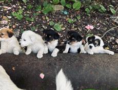 Щенки 1 месяц 