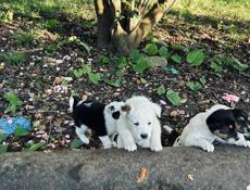 Щенки 1 месяц 