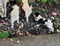 Щенки 1 месяц 