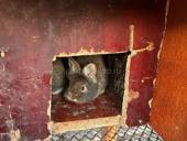 Продаются крольчата