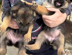 Немецкая Овчарка Щенки