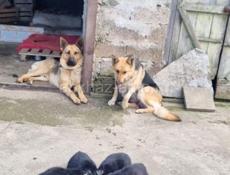 Немецкая Овчарка Щенки