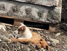 Щенки в добрые руки