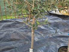 Продам растения  хвойные, лиственные, вечнозеленые 