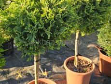 Продам растения  хвойные, лиственные, вечнозеленые 