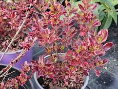 Продам растения  хвойные, лиственные, вечнозеленые 