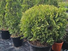 Продам растения  хвойные, лиственные, вечнозеленые 