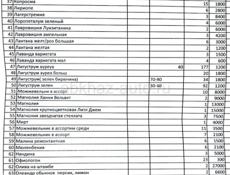 Продам растения  хвойные, лиственные, вечнозеленые 