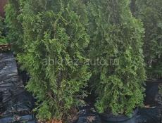 Продам растения  хвойные, лиственные, вечнозеленые 