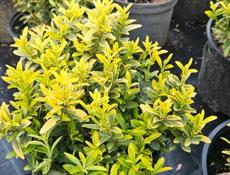 Продам растения  хвойные, лиственные, вечнозеленые 