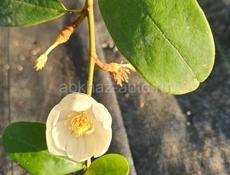 Продам растения  хвойные, лиственные, вечнозеленые 