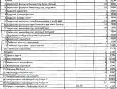 Продам растения  хвойные, лиственные, вечнозеленые 