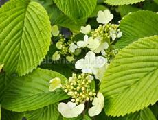 Продам растения  хвойные, лиственные, вечнозеленые 