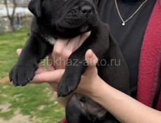 ЩЕНКИ КАНЕ КОРСО 