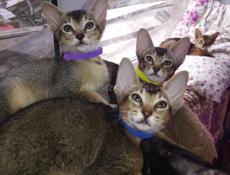 Котята Ориенталы