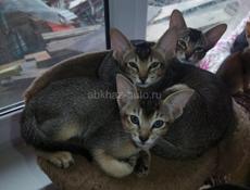 Котята Ориенталы