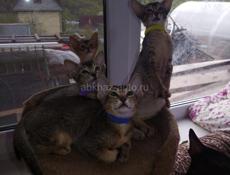 Котята Ориенталы