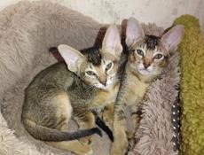 Котята Ориенталы