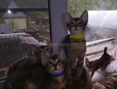 Котята Ориенталы